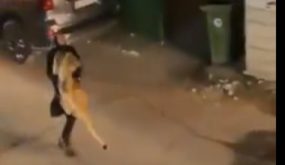 فتاة تنجح فى السيطرة على "أسد" هارب بشوارع الكويت.. فيديو وصور