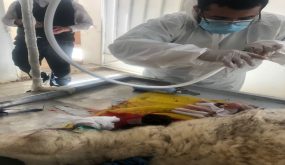 عسير.. الثروة الحيوانية تلقّح وتحصّن مليونا و400 ألف حيوان - أخبار السعودية