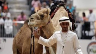 تفاصيل زرع الأجنة واستنساخ سلالات هجن عالية السرعة في الإمارات.. فيديو وصور