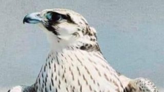 الثراء السريع يدفع الليبيين للإقامة لأسابيع في الصحراء لاصطياد صقور نادرة